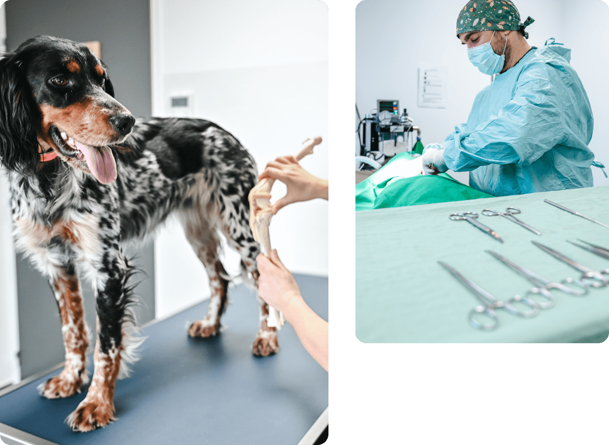 Chirurgie - Orthopédie