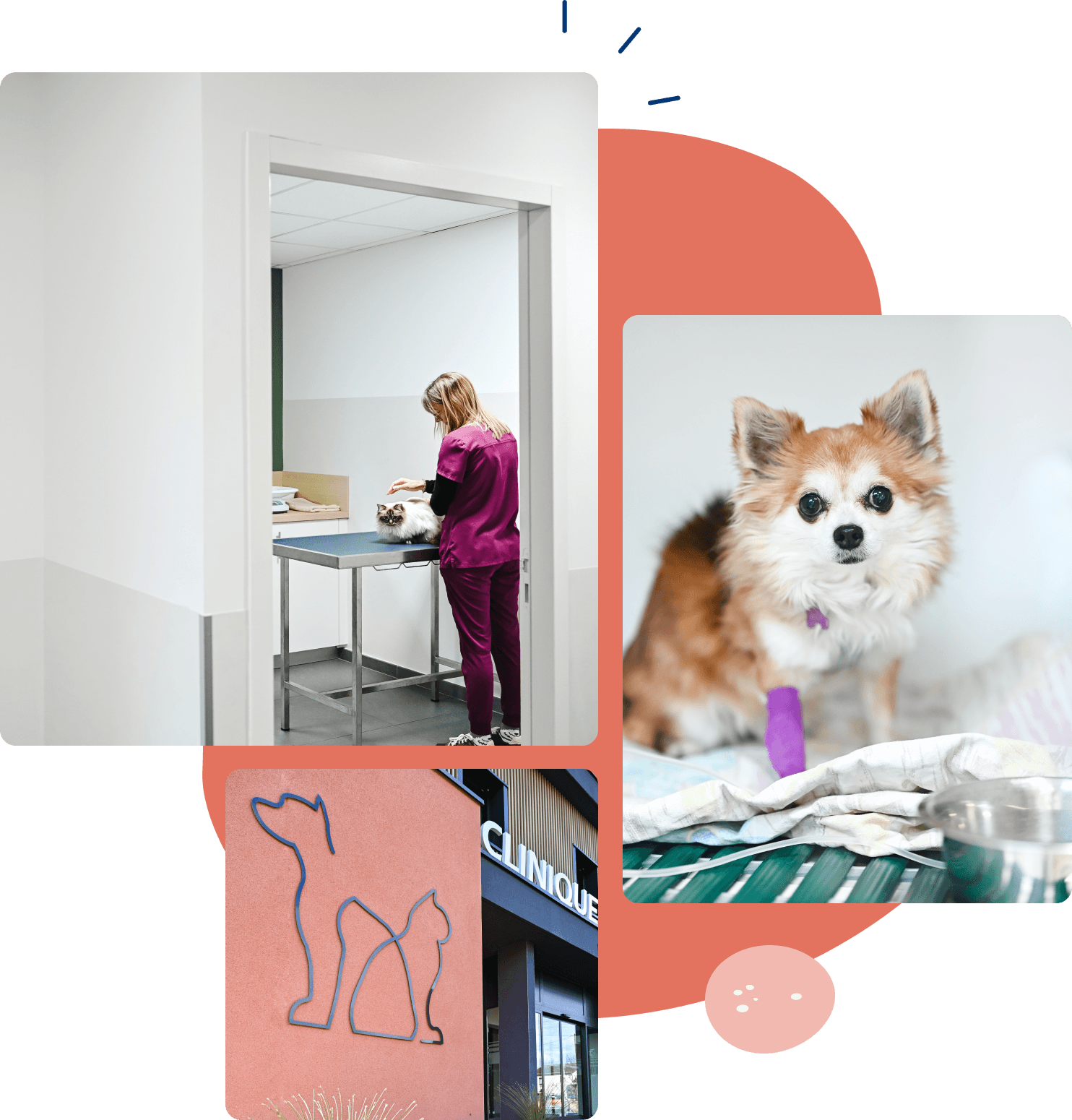 Clinique Vétérinaire Macon