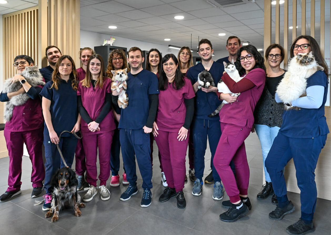 Stage à la clinique vétérinaire de l'héritan